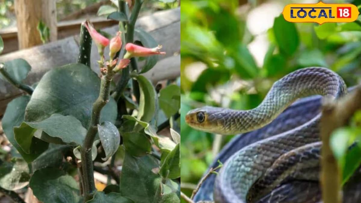 Snake Repellant Plant: Grow This At Home To Keep Reptiles Away Naturally This Monsoon | Lifestyle News