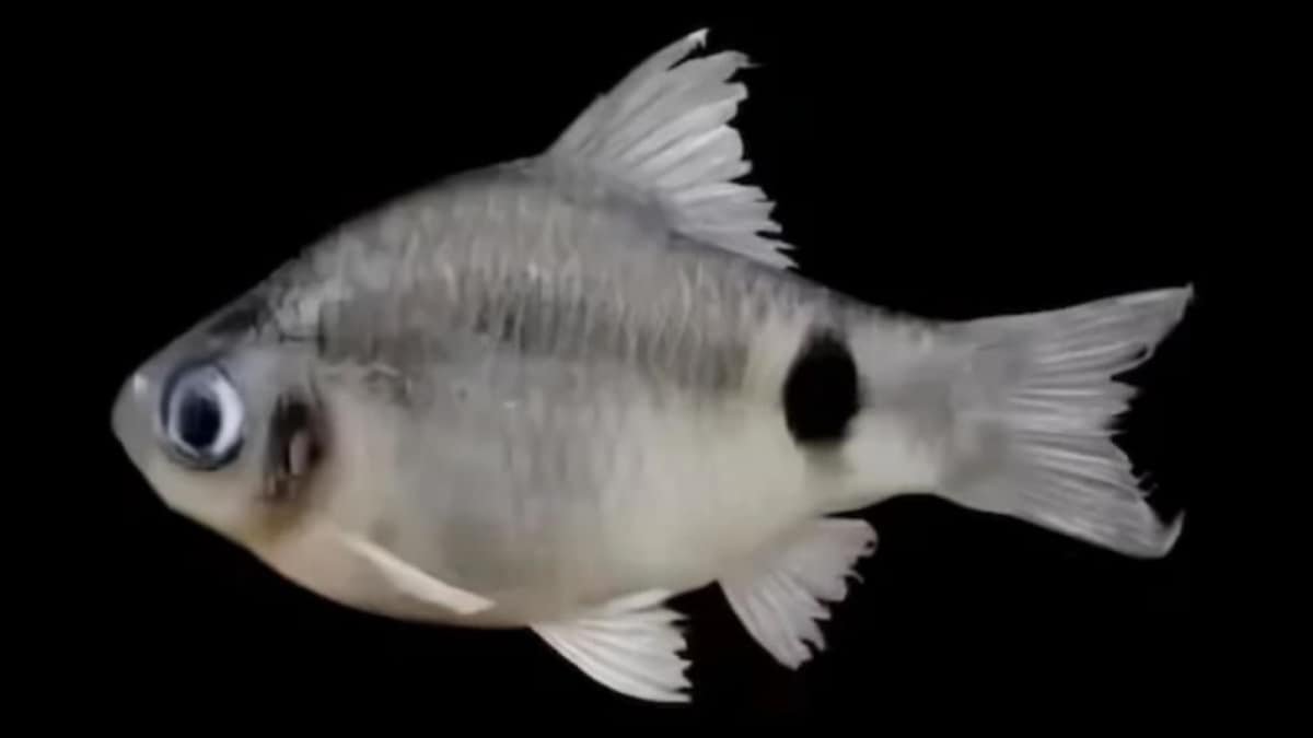 New Fish Species Discovered In The Depths Of Brahmaputra River, Named After Assam City | Lifestyle News