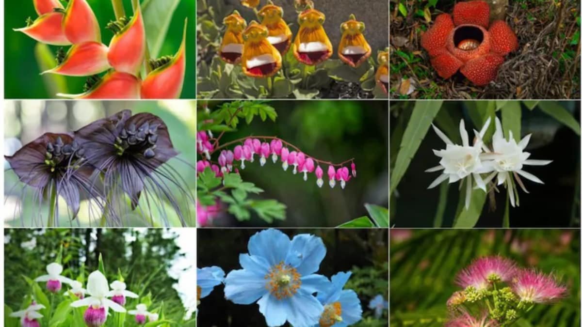 Flowers That Bloom Once In A Lifetime