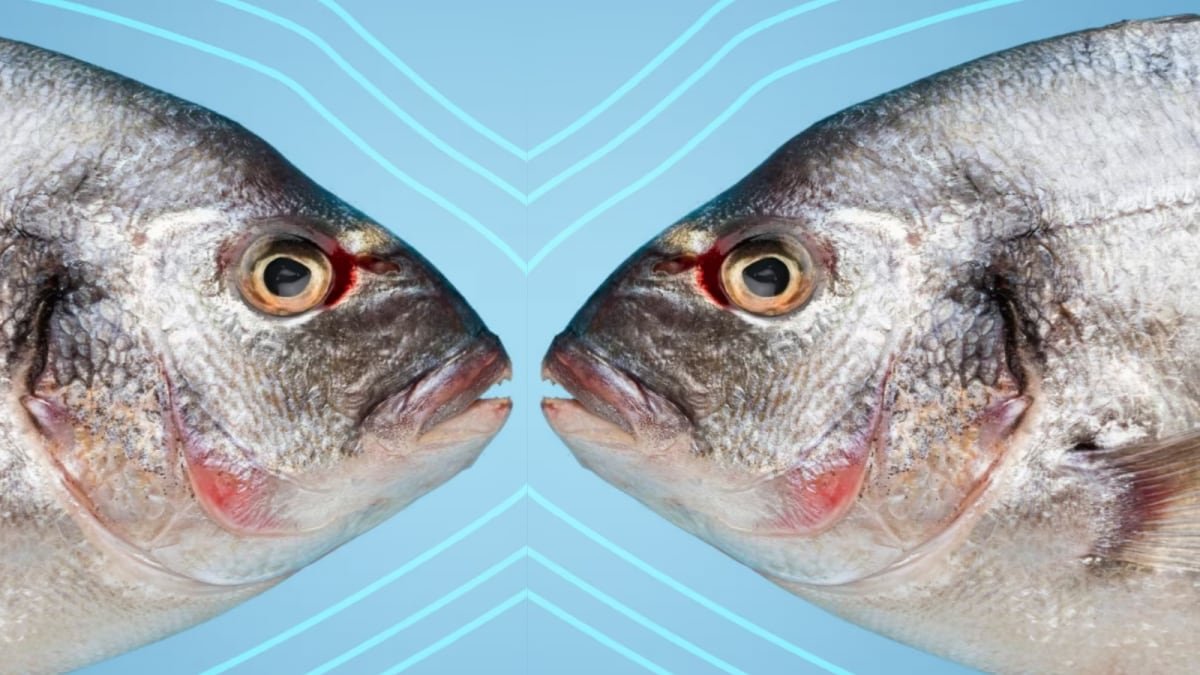 Eat This Fish Twice A Week To Stop Hair Loss, Improve Bone And Eye Health
