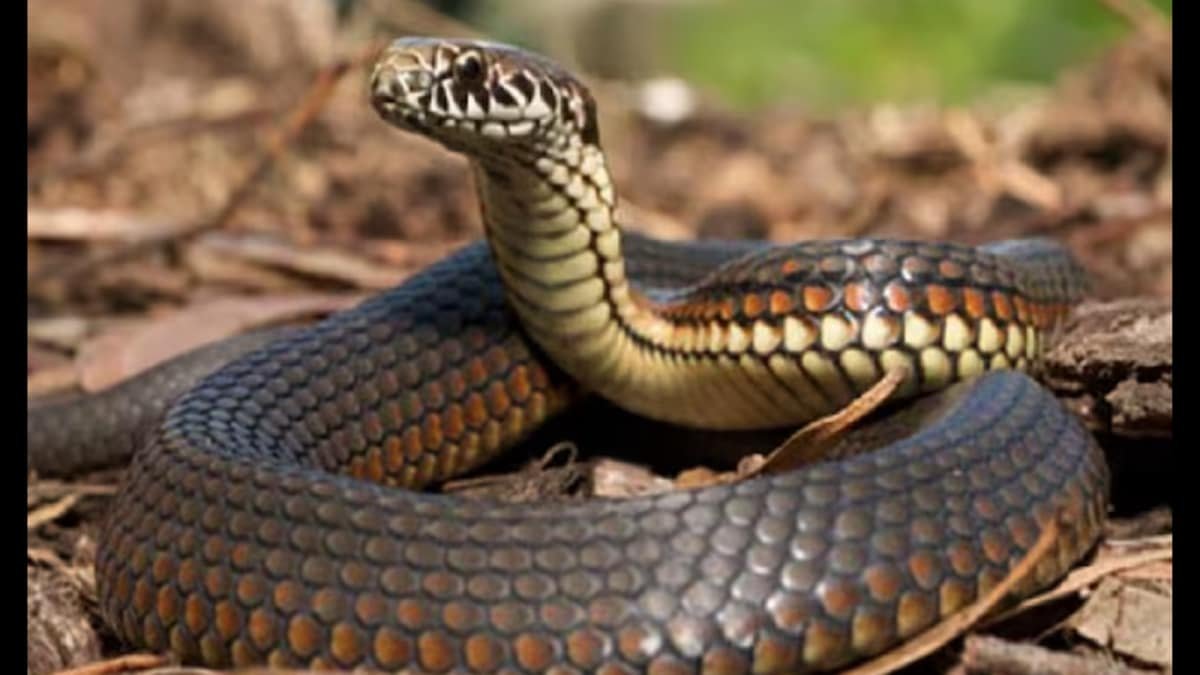 Keep Snakes At Bay This Monsoon: 5 Plants That Naturally Repel Reptiles | Lifestyle News