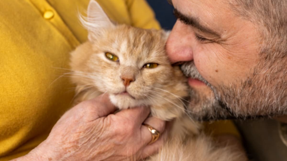 Cat-astrophic Mistakes First-Time Cat Parents Make | Lifestyle News