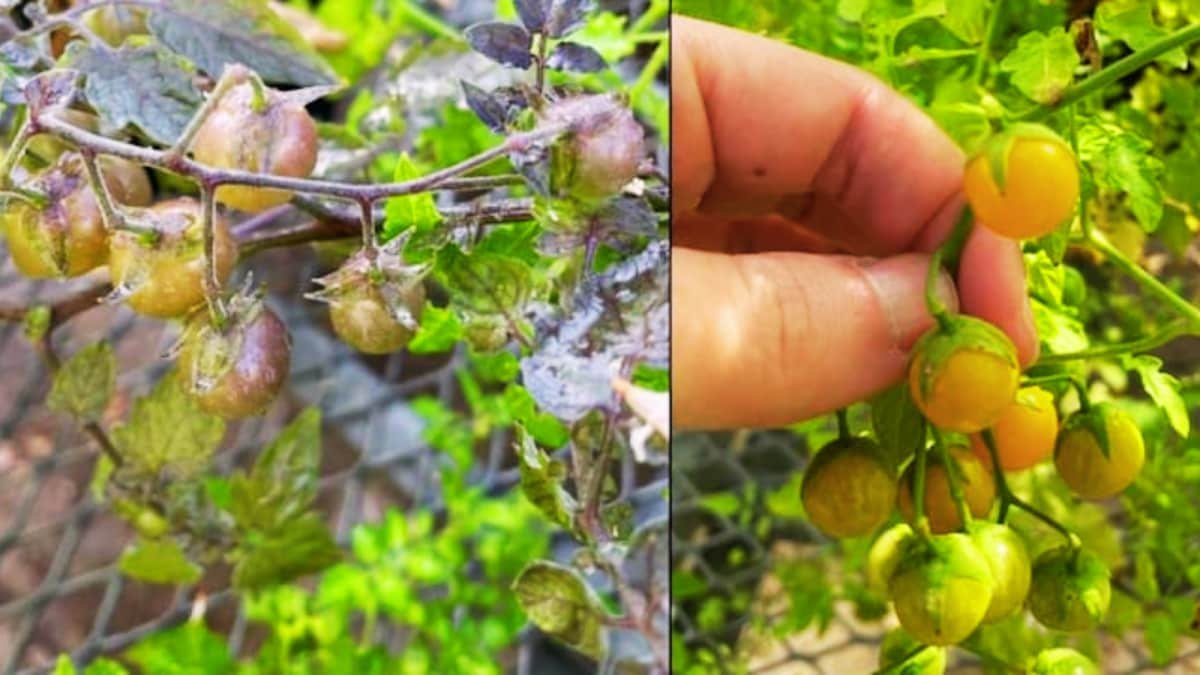 Reverse Evolution? Wild Galápagos Tomatoes Bring Ancient DNA To Life | Food News