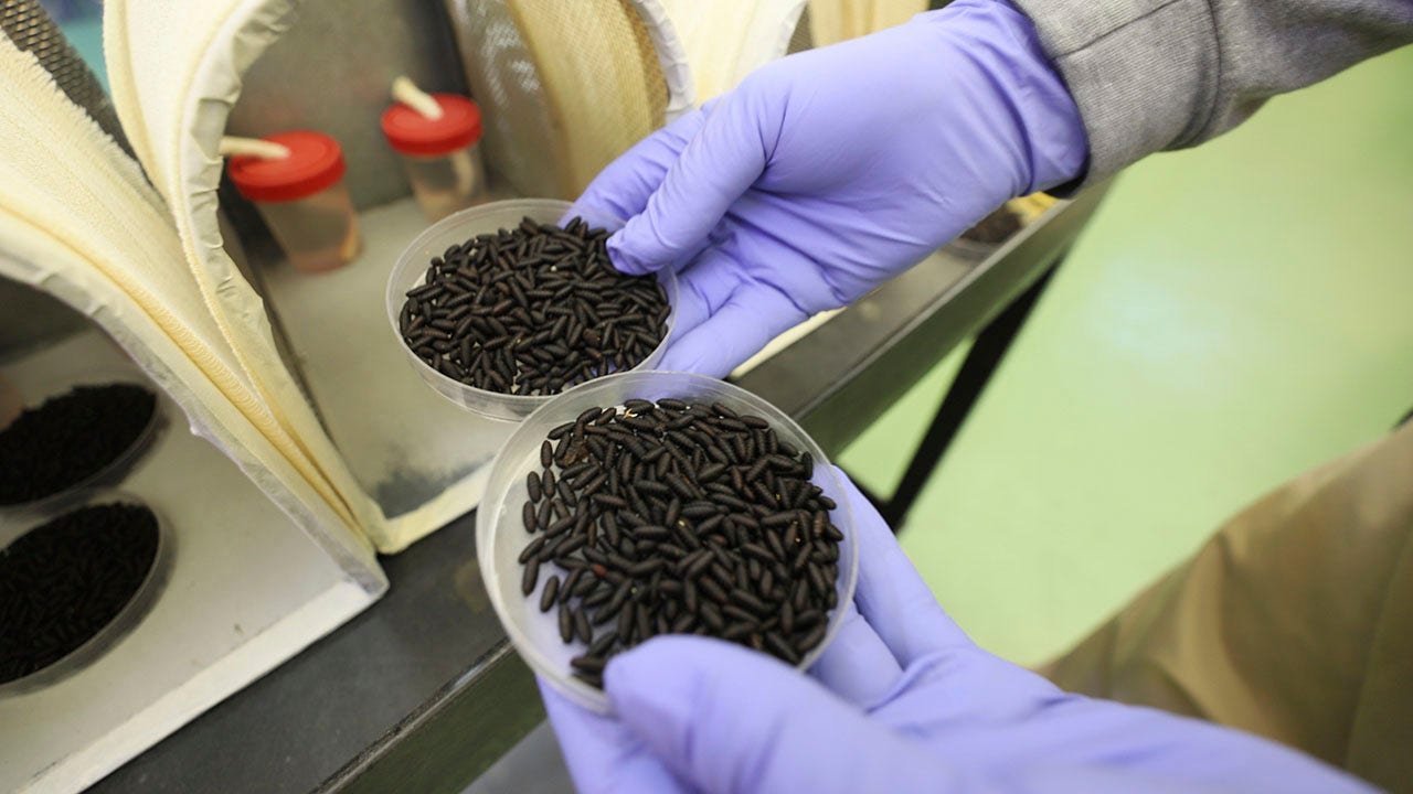 Flesh-eating maggot threat prompts USDA plan to airdrop sterile flies