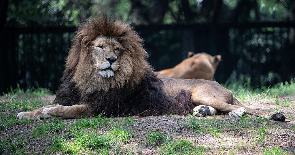 Escaped zoo lion injures farmer in Turkey
