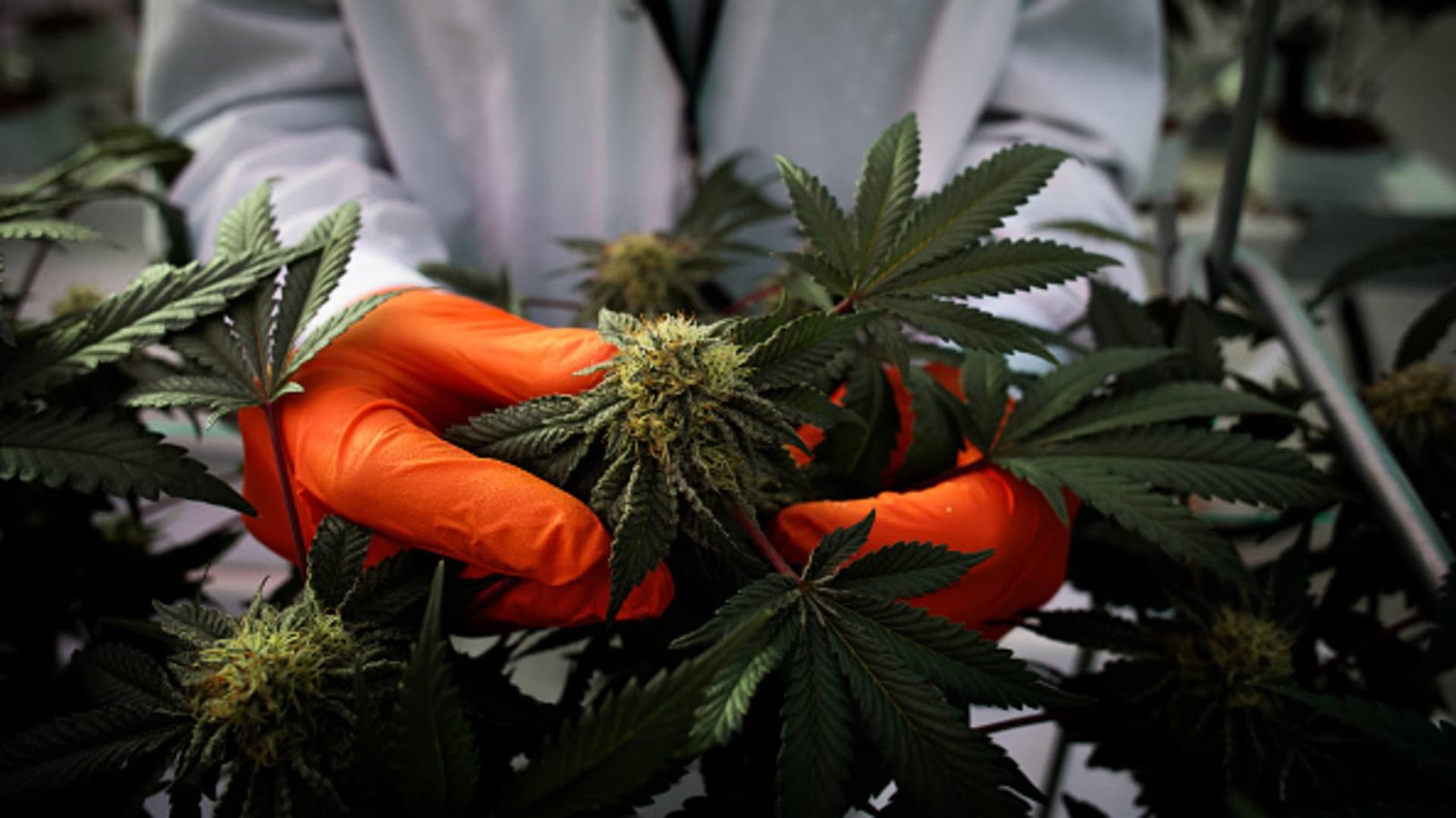 Cannabis stocks rally after Trump says he is weighing reclassification
