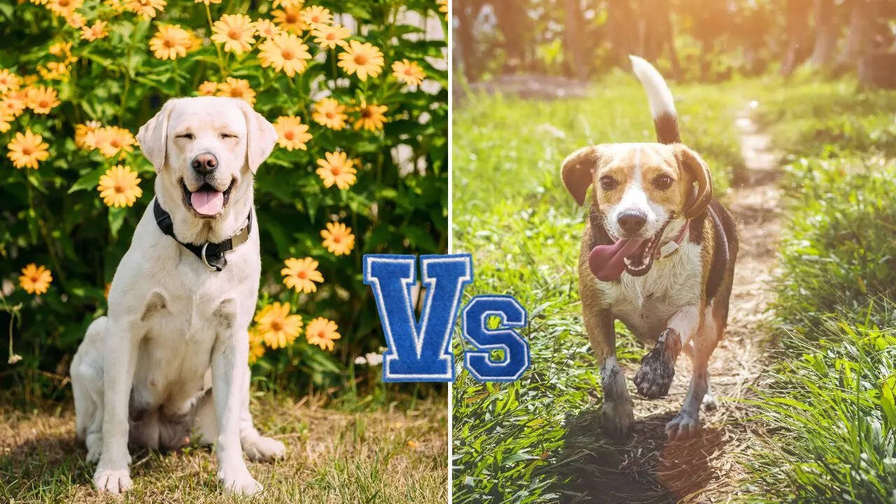 Which is a better pet dog for families with children?