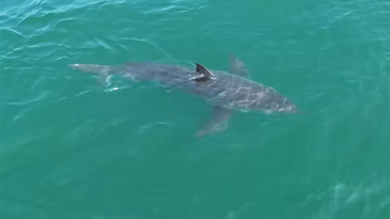 Great white shark lurking near popular Maine beaches caught on drone video