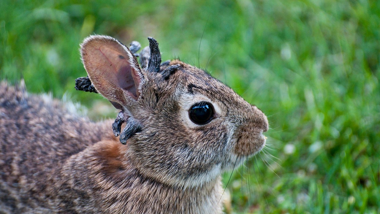 Wild rabbits spotted with horn-like growths caused by viral infection